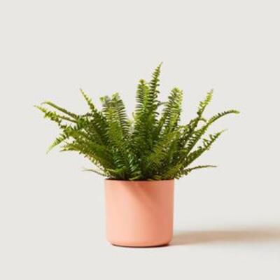 BIRD’S NEST FERN