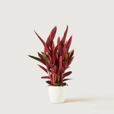 BROADLEAF LADY PALM