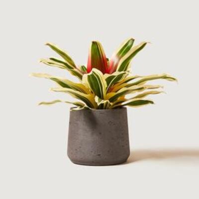 CANARY DATE PALM