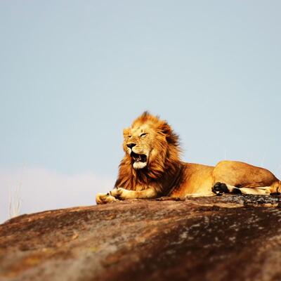 Safari Tour