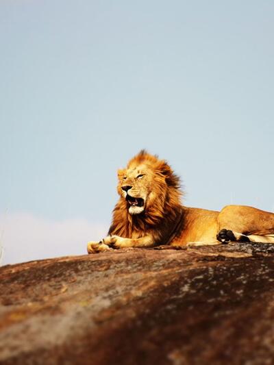 Safari Tour