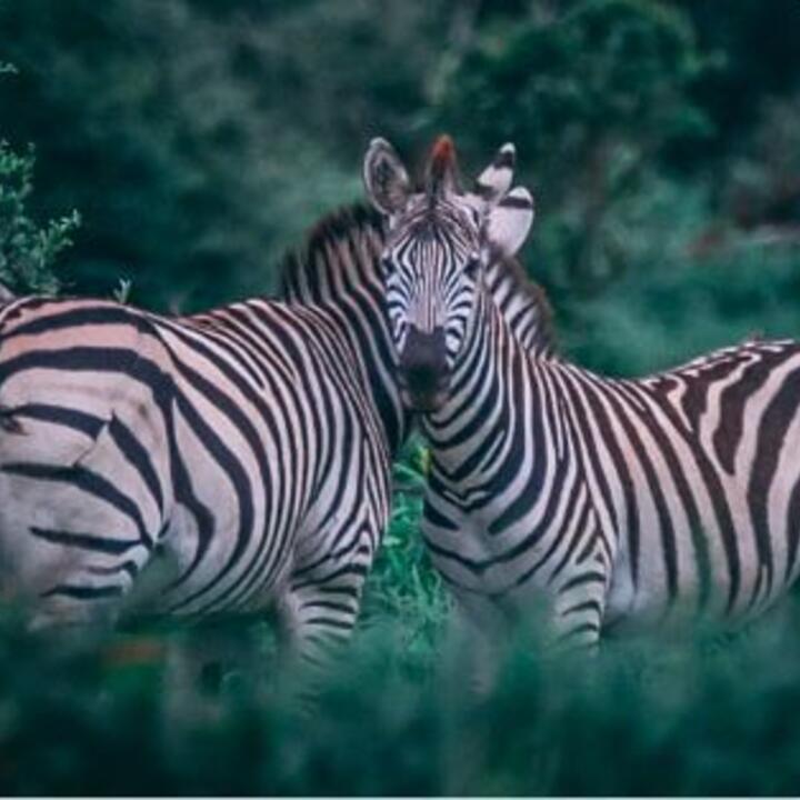 Africa