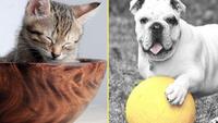 Wondering what pet is right for you… Keep asking yourself “What pet should I get?”