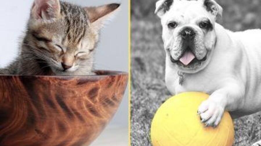 Wondering what pet is right for you… Keep asking yourself “What pet should I get?” Wondering what pet is right for you… Keep asking yourself “What pet should I get?”