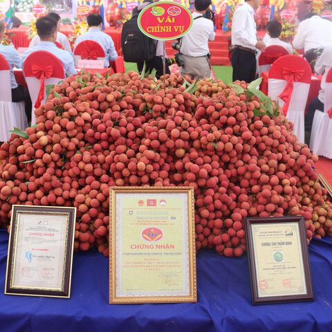 Khai mạc Lễ hội vải thiều Thanh Hà - Hải Dương 2018