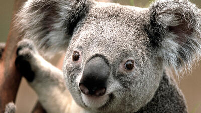 Animal