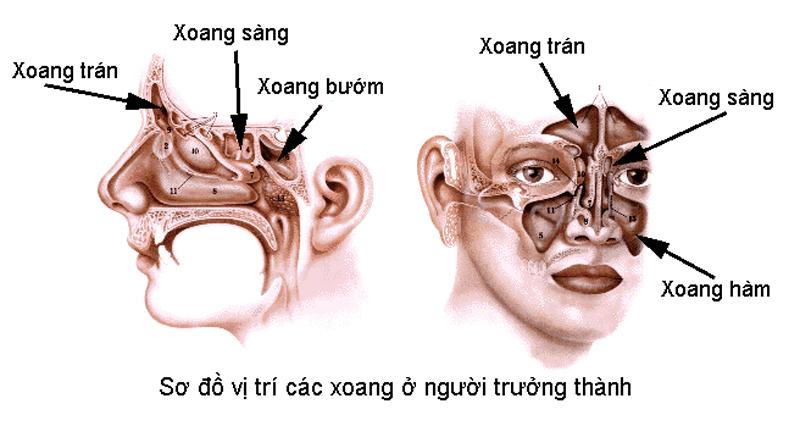 Vị trí của xoang sàng trước (phải) và xoang sàng sau (trái)