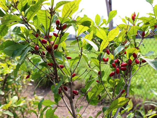 bán cây thần kỳ
